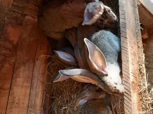 iepuri de vanzare  - imagine 2 iepuri de vanzare  - imagine 2