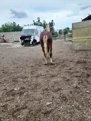 Vand doi manji unu de 2 ani si unul de 1.5 ani tel   - imagine 2 Vand doi manji unu de 2 ani si unul de 1.5 ani tel   - imagine 2