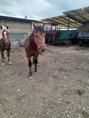 Vand doi manji unu de 2 ani si unul de 1.5 ani tel   - imagine 3 Vand doi manji unu de 2 ani si unul de 1.5 ani tel   - imagine 3