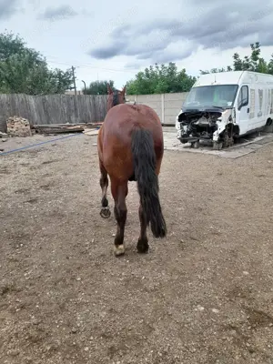 Vand doi manji unu de 2 ani si unul de 1.5 ani tel   - imagine 4 Vand doi manji unu de 2 ani si unul de 1.5 ani tel   - imagine 4