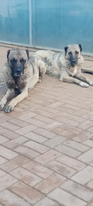 Kangal culoare lupie  - imagine 3