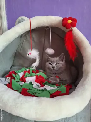 Pisicuță British Shorthair Blue  - imagine 3