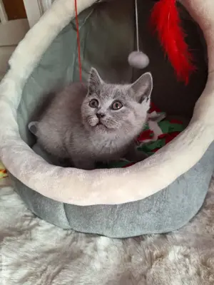 Pisicuță British Shorthair Blue  - imagine 5