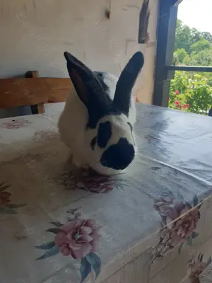 Vand femela fluture german tatuat - imagine 3 Vand femela fluture german tatuat - imagine 3