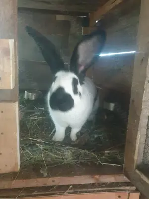 Vand femela fluture german tatuat - imagine 2 Vand femela fluture german tatuat - imagine 2