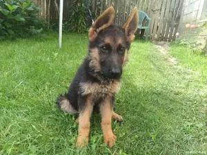 Pui Ciobanesc german 