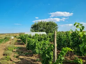 Vând proprietate - imagine 2