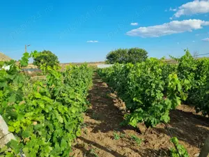 Vând proprietate - imagine 4