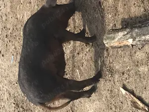 Grasuni mangaliță caută casa noua