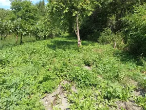 Anina, Casa, 4 Camere,  P+M, 160MP Teren, Pret Negociabil - imagine 9