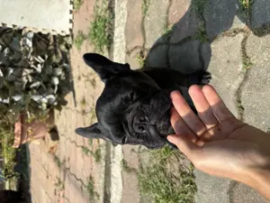 Pui BullDog Francez Negru Mascul 4 Luni