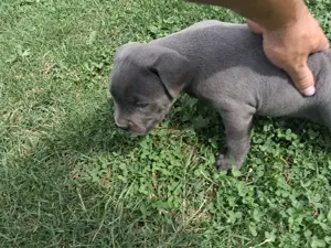 Vând amstaff blue cu pedigree  - imagine 5