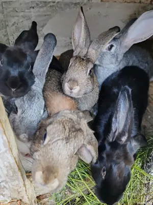 Vând iepuri multi-rasa