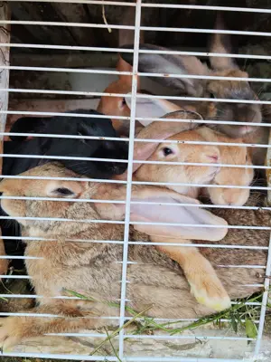 Vând iepuri multi-rasa - imagine 4 Vând iepuri multi-rasa - imagine 4