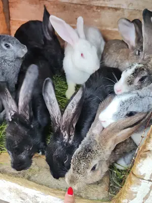 Vând iepuri multi-rasa - imagine 5 Vând iepuri multi-rasa - imagine 5