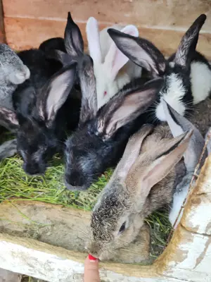 Vând iepuri multi-rasa - imagine 3 Vând iepuri multi-rasa - imagine 3