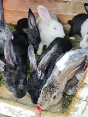 Vând iepuri multi-rasa - imagine 2 Vând iepuri multi-rasa - imagine 2