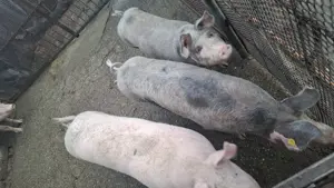 Porci de vanzare - imagine 2