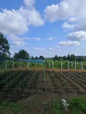 Vând casă sau schimb cu apartament - imagine 6 Vând casă sau schimb cu apartament - imagine 6