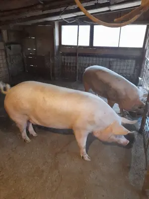 Porci de tăiat sacrificat de carne crescuti cu cereale  - imagine 2 Porci de tăiat sacrificat de carne crescuti cu cereale  - imagine 2