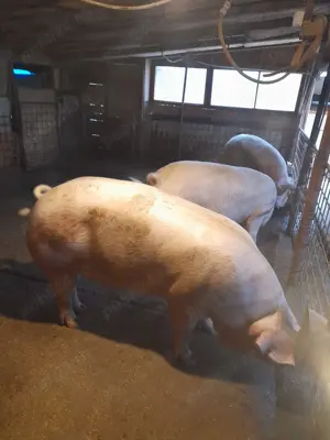 Porci de tăiat sacrificat de carne crescuti cu cereale 