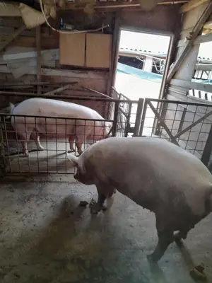 Porci de tăiat sacrificat de carne crescuti cu cereale  - imagine 3 Porci de tăiat sacrificat de carne crescuti cu cereale  - imagine 3