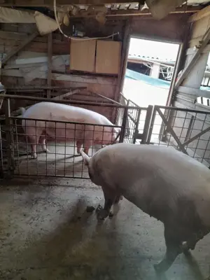 Porci de carne crescut natural 200-300 kg