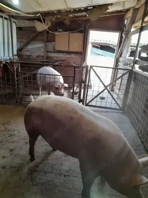 Porci de carne crescut cu cereale natural greutate intre 200-300 - imagine 3 Porci de carne crescut cu cereale natural greutate intre 200-300 - imagine 3