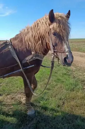 Armăsar de vînzare detalii la tel 