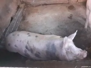 Vând porci  - imagine 4