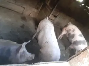 Vând porci 