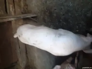 Vând porci  - imagine 2