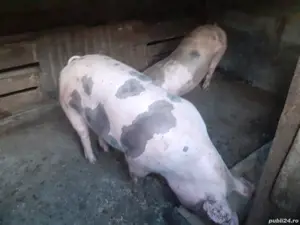 Vând porci  - imagine 3