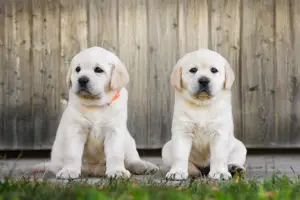 Labrador Retriever - 2 luni - transport autorizat la nivel național  - imagine 2