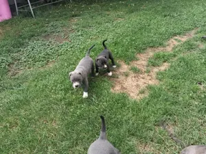 Vând amstaff blue cu pedigree  - imagine 2