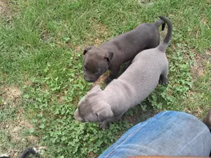 Vând amstaff blue cu pedigree  - imagine 3