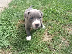 Vând amstaff blue cu pedigree  - imagine 4