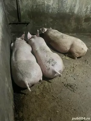 Vând porci de carne crescuți natural, calitate premium! 12LEI 100-250 kg