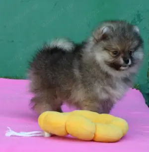 Pomeranian mini toy roscat sable cu pedigree  - imagine 3