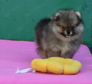 Pomeranian mini toy roscat sable cu pedigree  - imagine 4