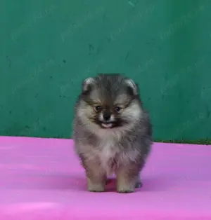 Pomeranian mini toy roscat sable cu pedigree  - imagine 2