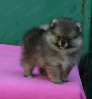 Pomeranian mini toy roscat sable cu pedigree A - imagine 5