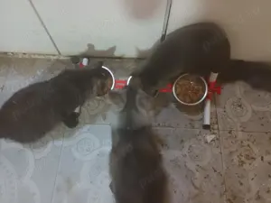 suport cu 1 bol reglabil inaltime si inclinare=100lei, cu 2bol=125lei, cu 3 bol = 150lei - imagine 2