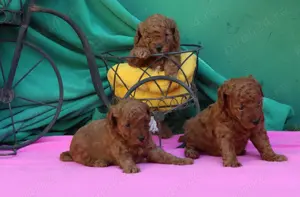 Pudel, (Canis) toy rosu cu pedigree A - imagine 2