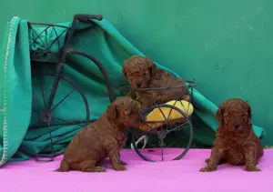 Pudel, (Canis) toy rosu cu pedigree A