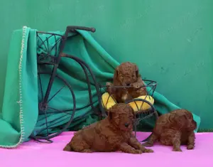 Pudel, (Canis) toy rosu cu pedigree A - imagine 3