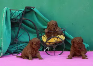 Pudel, (Canis) toy rosu cu pedigree A - imagine 4