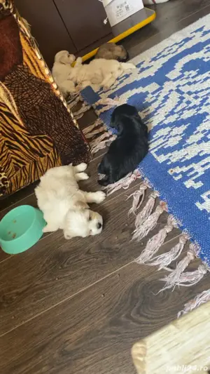 bichoni de vanzare - imagine 3