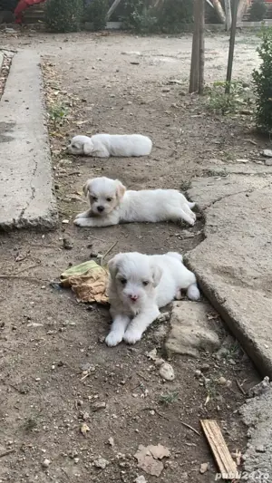 bichoni de vanzare - imagine 2