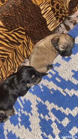 bichoni de vanzare - imagine 5